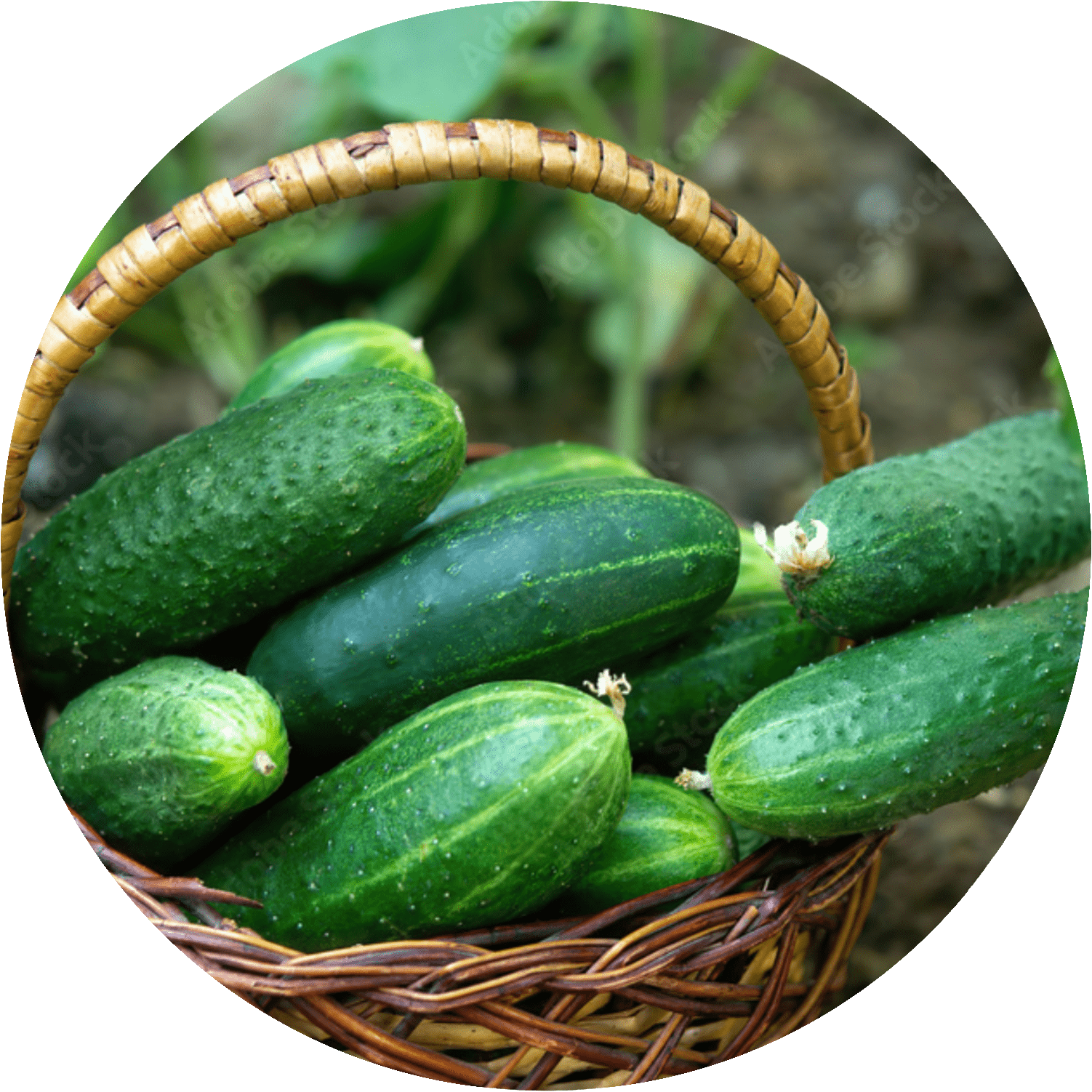 Cucumber