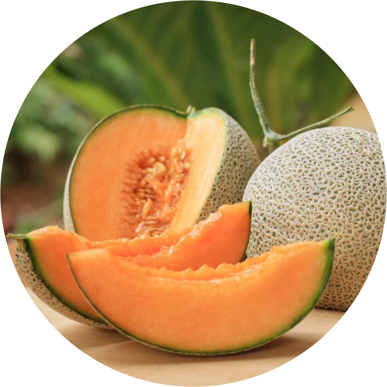Muskmelon